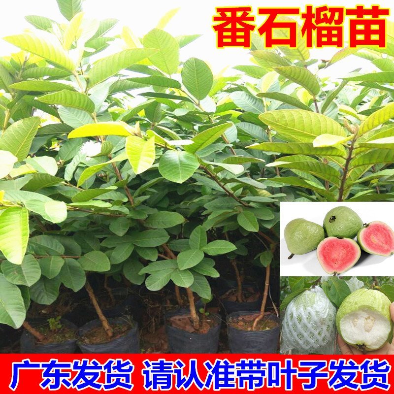 珍珠番石榴苗四季番石榴苗木子苗珍珠芭乐
