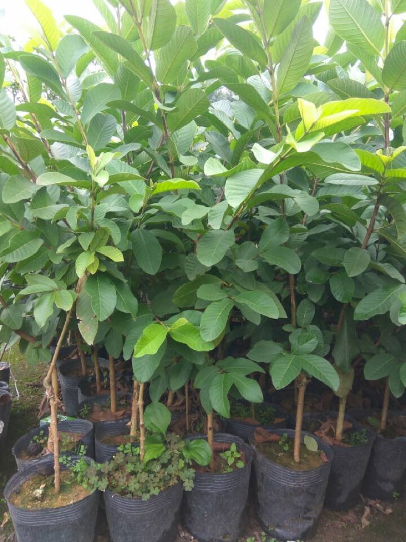 珍珠番石榴苗四季番石榴苗木子苗珍珠芭乐