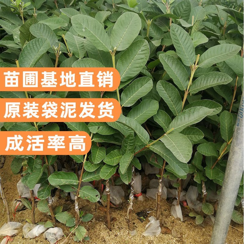 珍珠番石榴苗四季番石榴苗木子苗珍珠芭乐