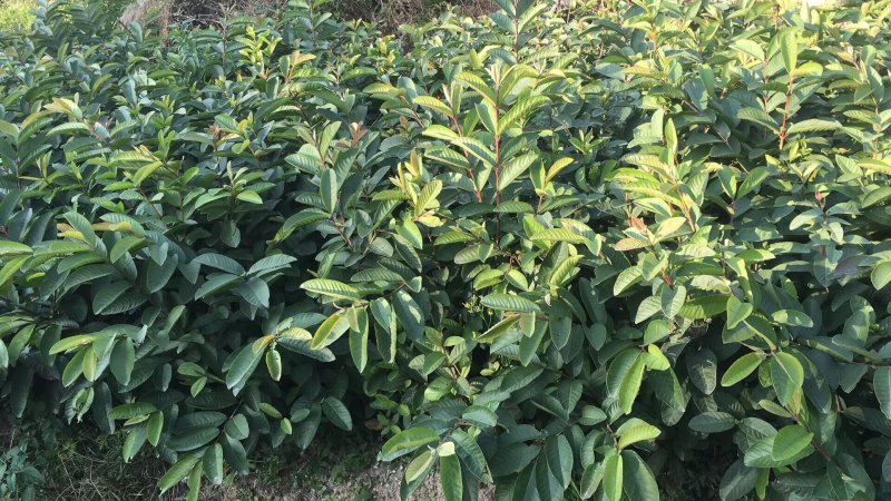 珍珠番石榴苗四季番石榴苗木子苗珍珠芭乐