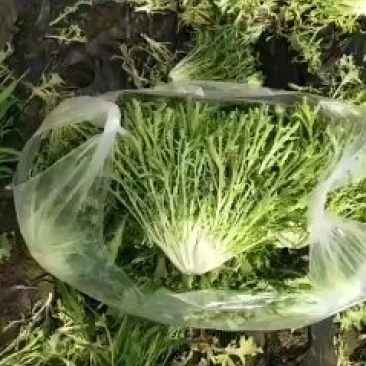 苦菊最低价0.5快来采购