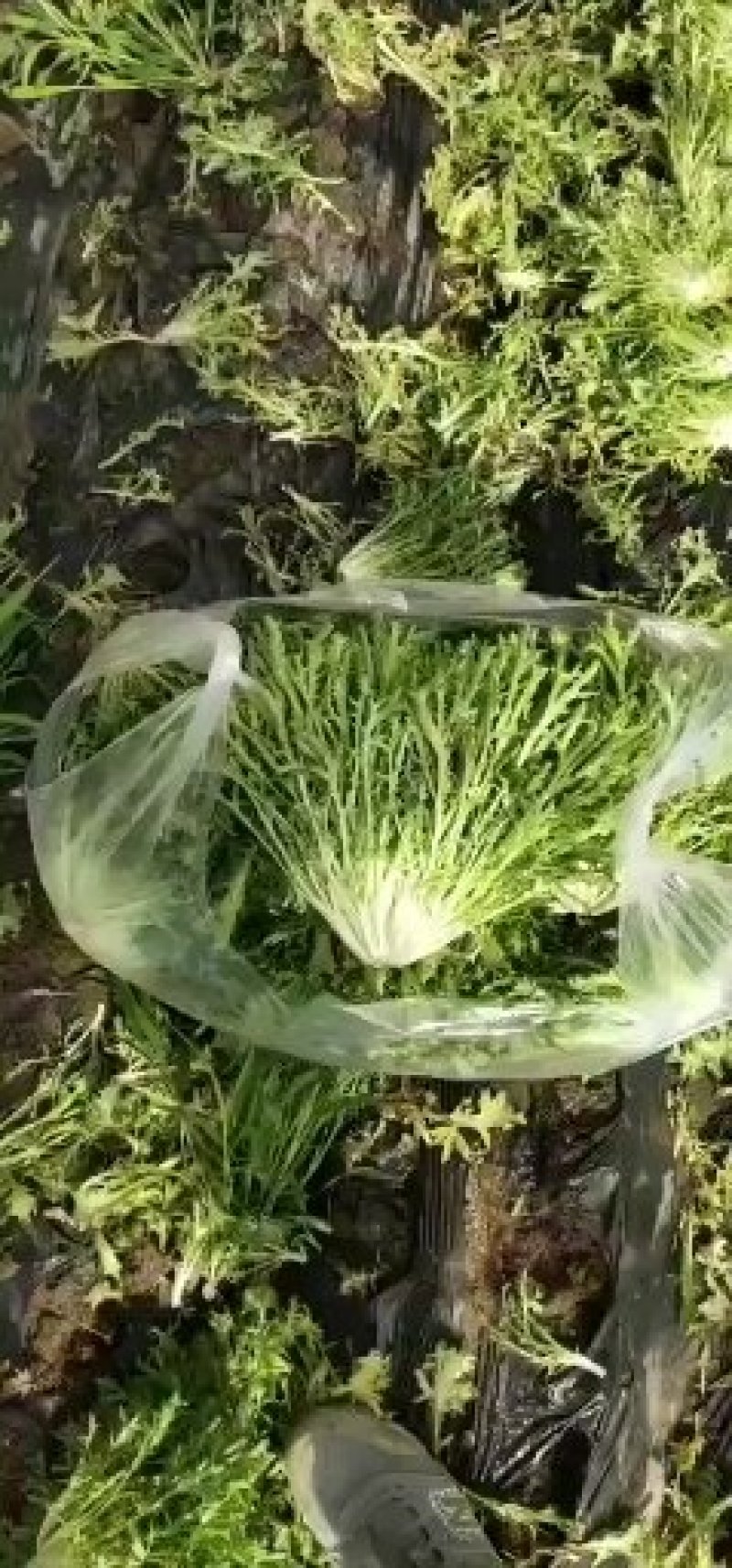 苦菊最低价0.5快来采购