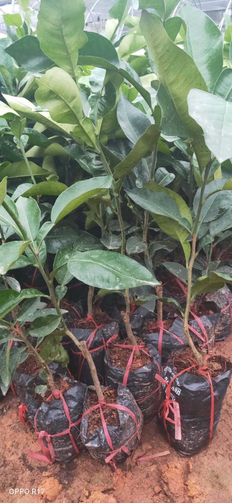 包邮精品【广西灵山红宝石柚子】嫁接苗