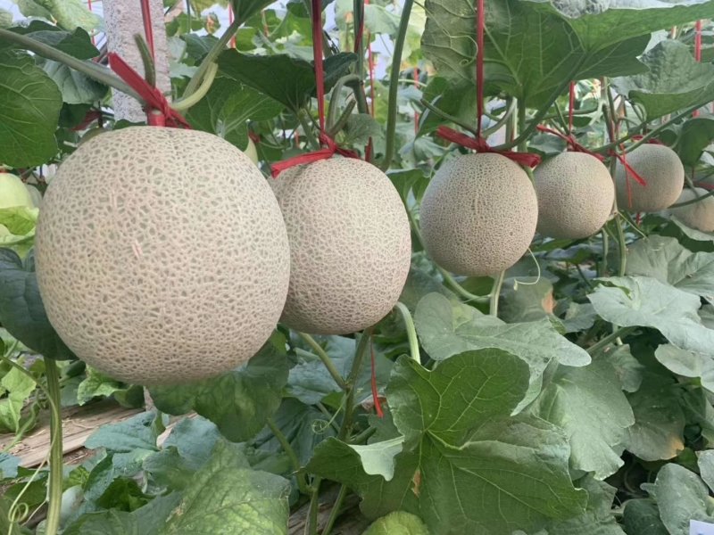 山东聊城莘县香瓜甜瓜瑞红哈密瓜