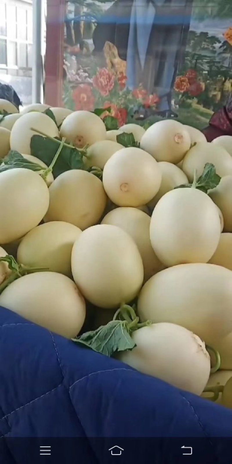 山东聊城莘县香瓜甜瓜瑞红哈密瓜