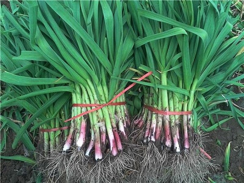 蒜苗2026年红根蒜苗新鲜蒜苗新鲜蔬菜代收代办