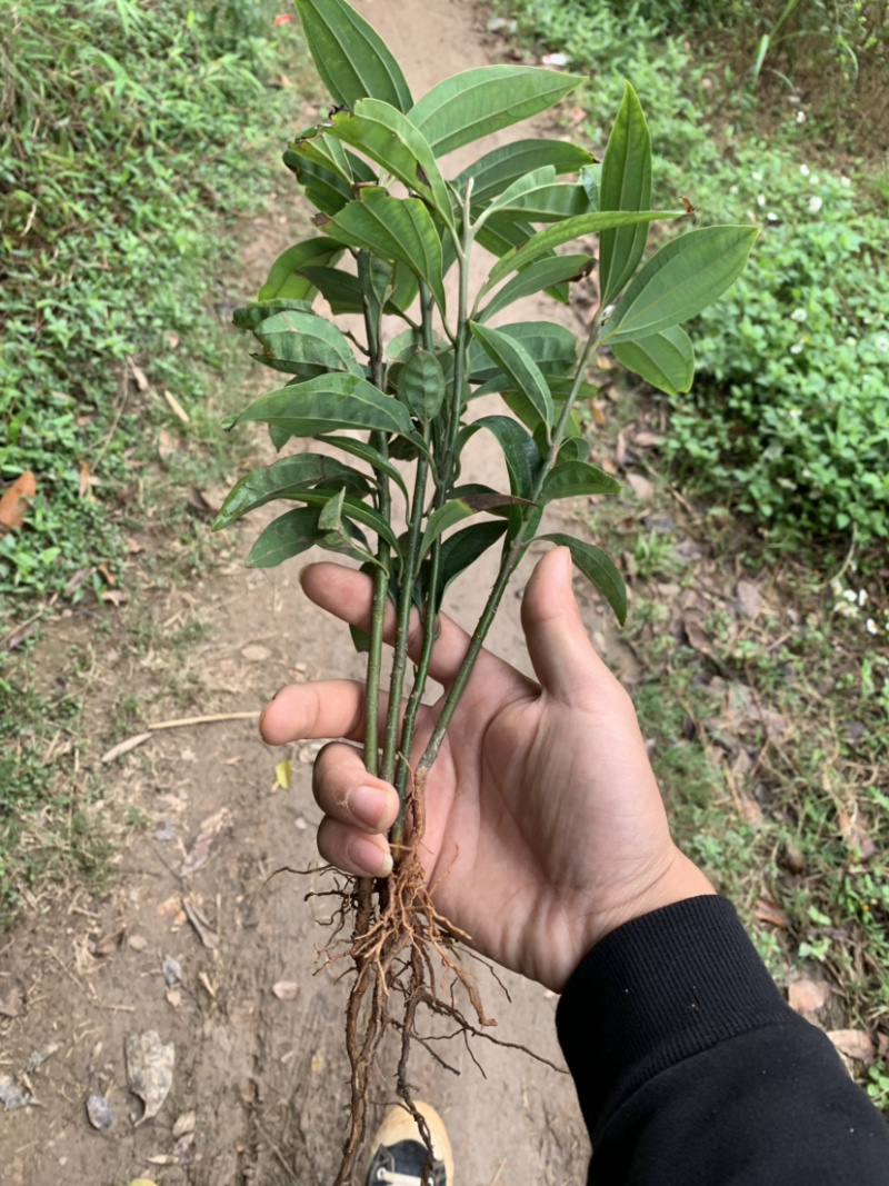肉桂苗，桂皮，桂苗