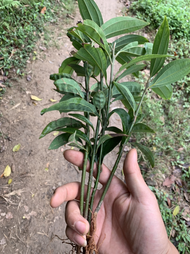 肉桂苗，桂皮，桂苗