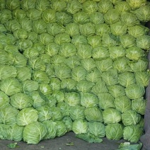 甘蓝绿甘蓝中甘21包菜产地直供！保质保量包菜
