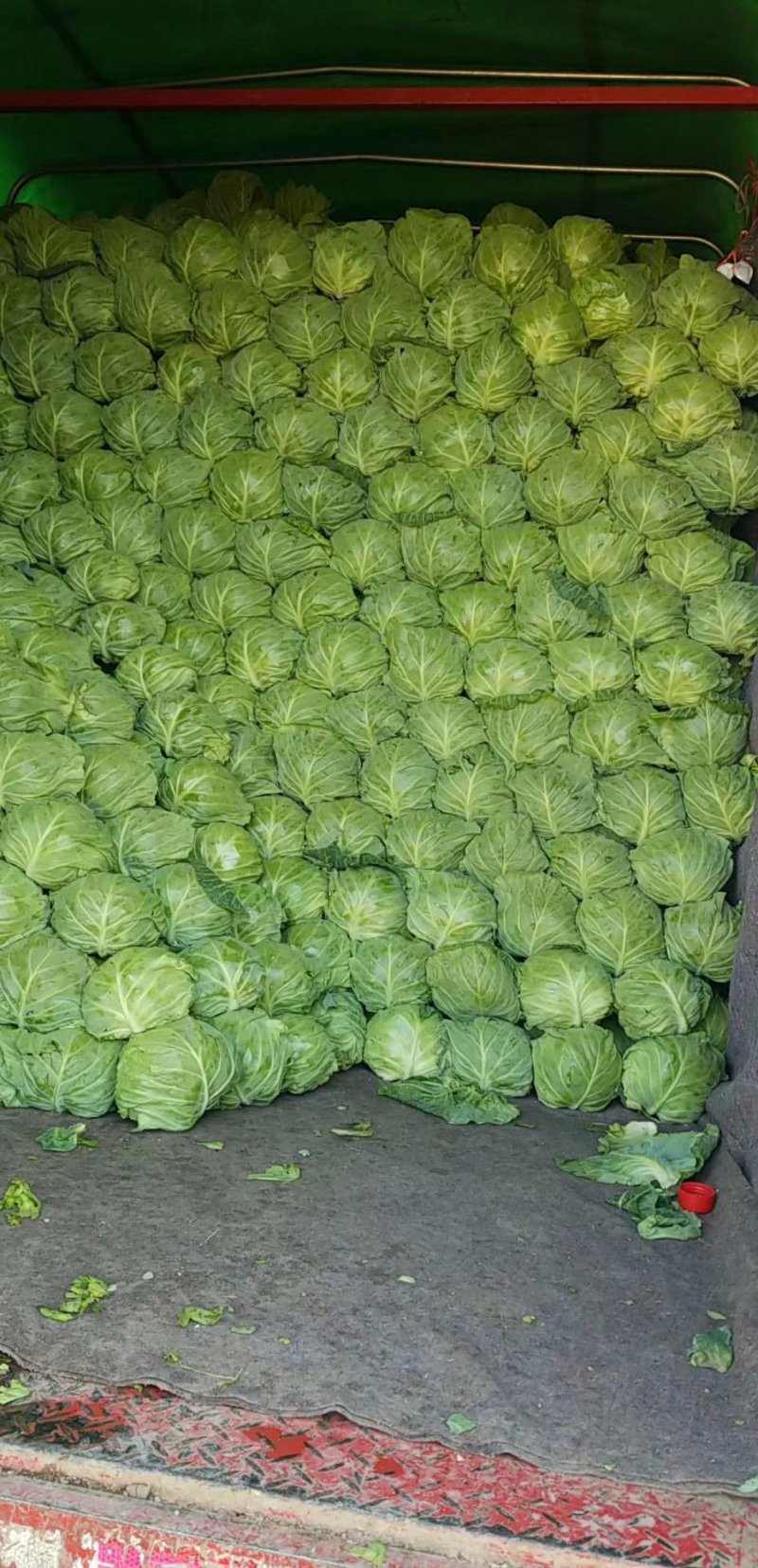 甘蓝绿甘蓝中甘21包菜产地直供！保质保量包菜