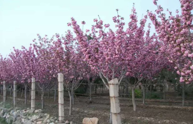 日本晚樱早樱【嫁接苗樱花苗】自家苗圃价格公道