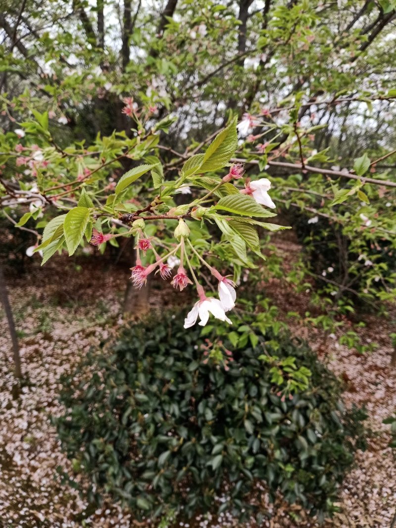 茶梅球，茶梅柱，大量精品现货供应，欢迎新老客户来看货下单