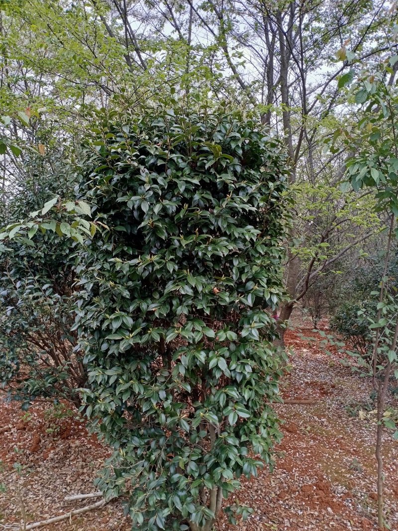 茶梅球，茶梅柱，大量精品现货供应，欢迎新老客户来看货下单