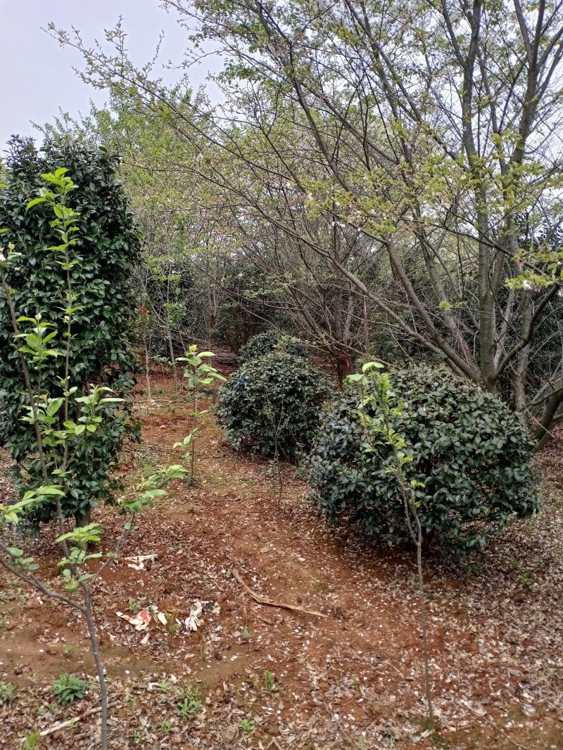 茶梅球，茶梅柱，大量精品现货供应，欢迎新老客户来看货下单