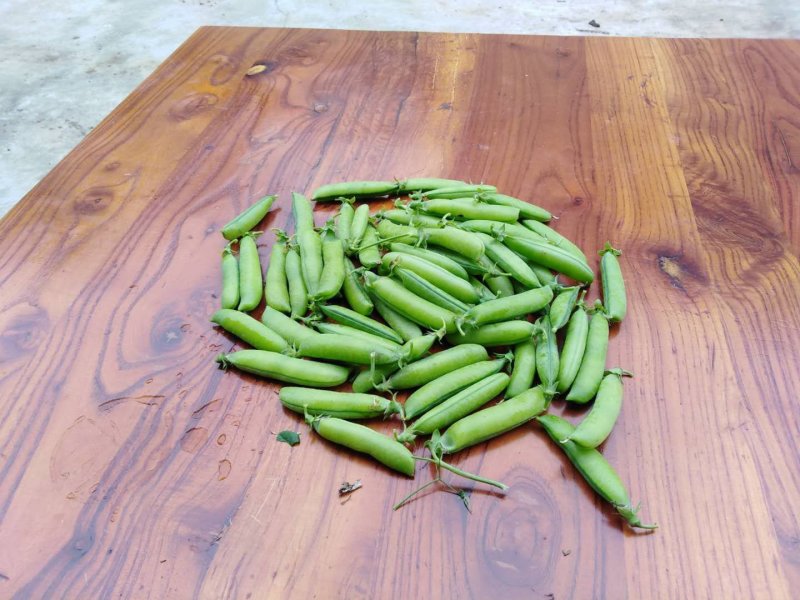 青豌豆，质量好饱满度高，欢迎老板们定购