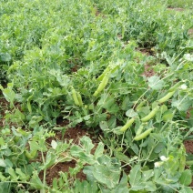 青豌豆，质量好饱满度高，欢迎老板们定购