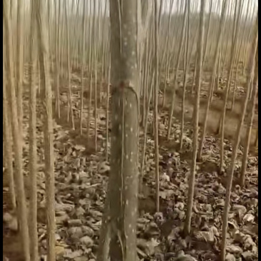 杨树苗107无菌、无虫害