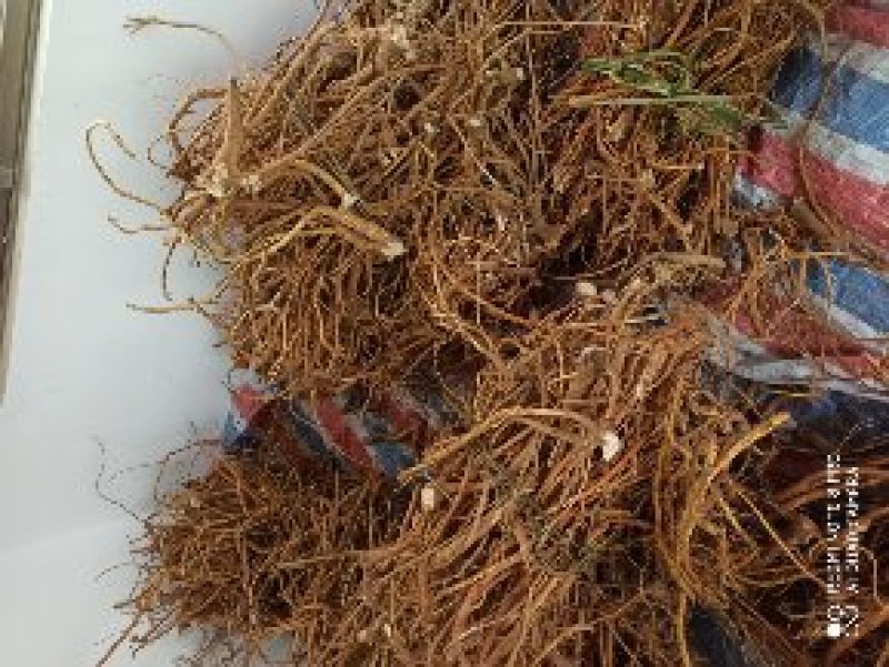 野生本地优质五指毛桃鲜货