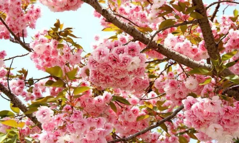 樱花树速生生长速度快【嫁接苗樱花苗】成活率高