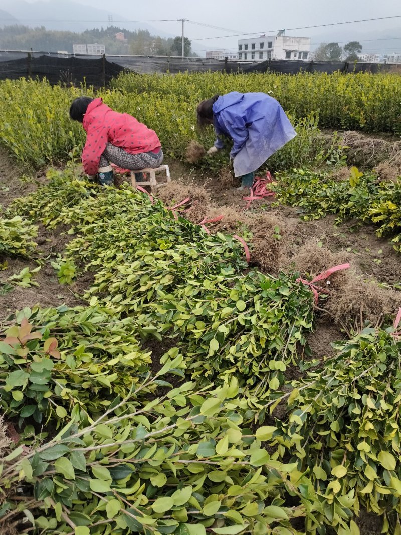 裸根苗，长林系，湘林系，嫁接良种高产！根系发达，