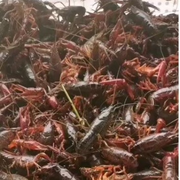洪湖优选，洪湖清水小龙虾。