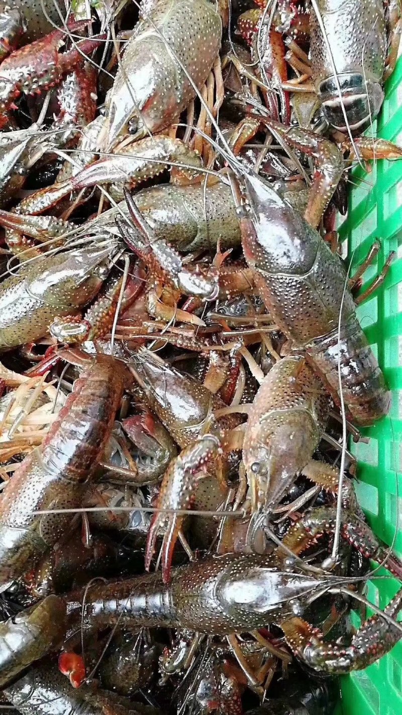 洪湖优选，洪湖清水小龙虾。