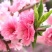樱花苗《占地苗》3公分便宜甩卖《嫁接苗》晚樱染井吉野