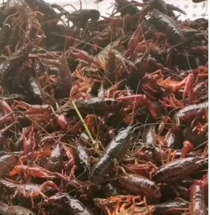 洪湖优选，洪湖清水小龙虾。