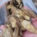 肉苁蓉生片去皮生吃片各种规格厂家直销量大优惠