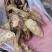 肉苁蓉生片去皮生吃片各种规格厂家直销量大优惠