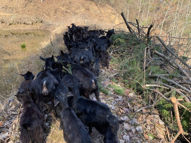 大别山黑山羊·罗田黑山羊·土山羊·散放本地小耳短毛黑山羊