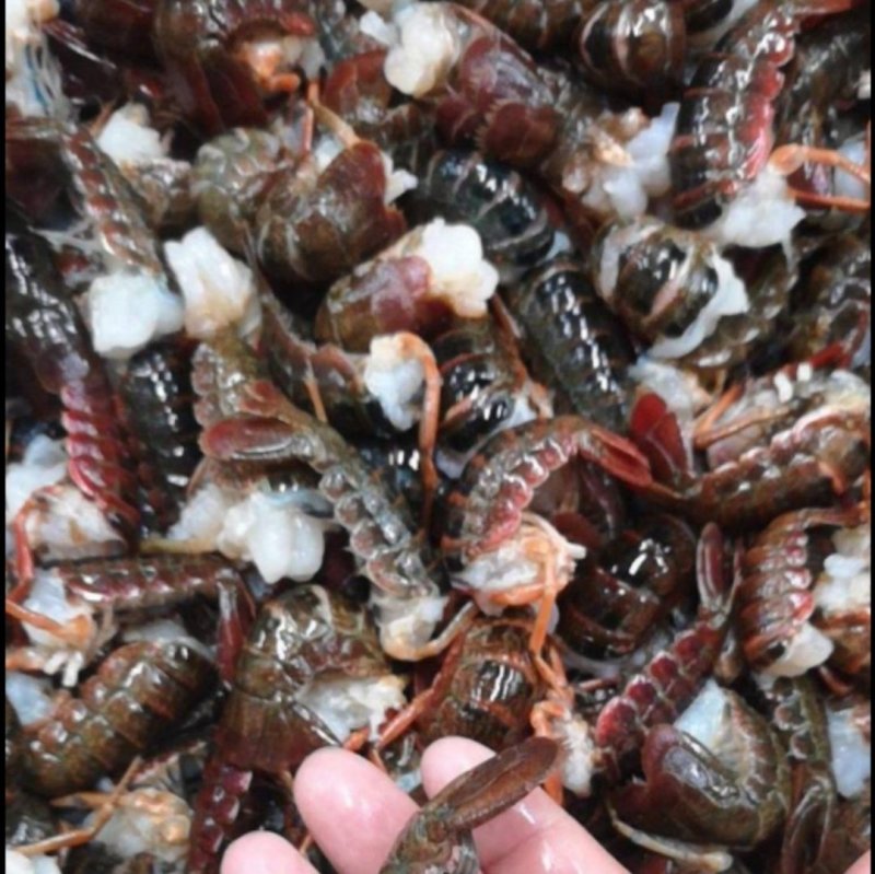 龙虾球皮薄肉厚味道鲜美，分别是一级，二级，三级，货源充足