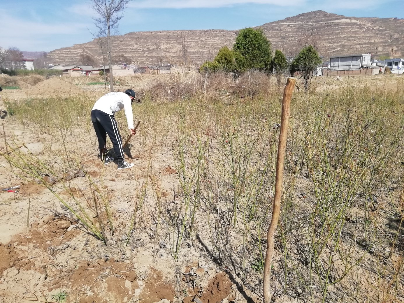 园艺师正在修剪和牵引藤本月季枝条