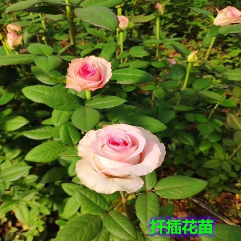 玫瑰苗玫瑰老桩大花月季切花苗绿化苗木批发
