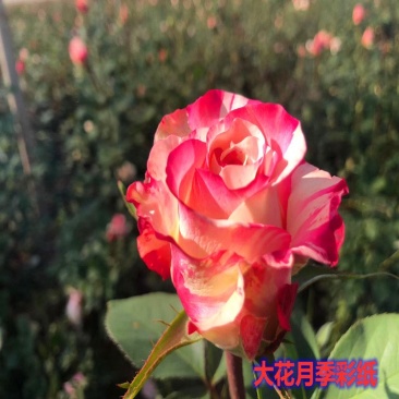 玫瑰苗玫瑰老桩大花月季切花苗绿化苗木批发
