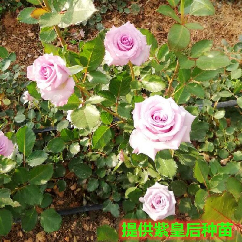 玫瑰苗玫瑰老桩大花月季切花苗绿化苗木批发