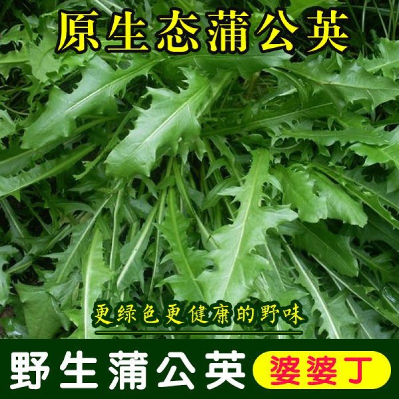 野生蒲公英种子种籽四季婆婆丁春秋冬季野菜种孑盆栽蔬菜