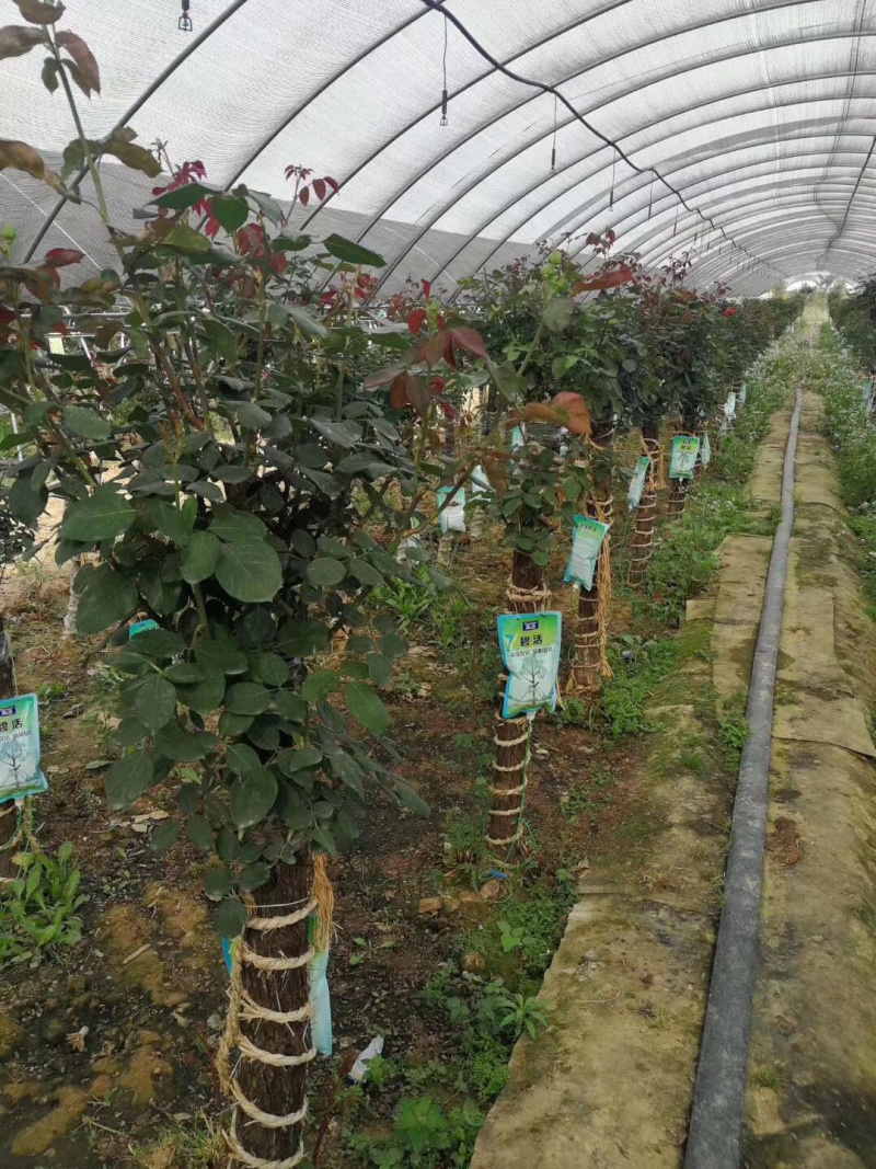 树状月季树桩月季月季棒棒糖月季自家苗圃一手货源