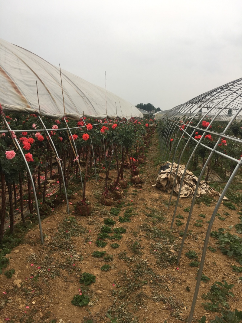 树状月季树桩月季月季棒棒糖月季自家苗圃一手货源