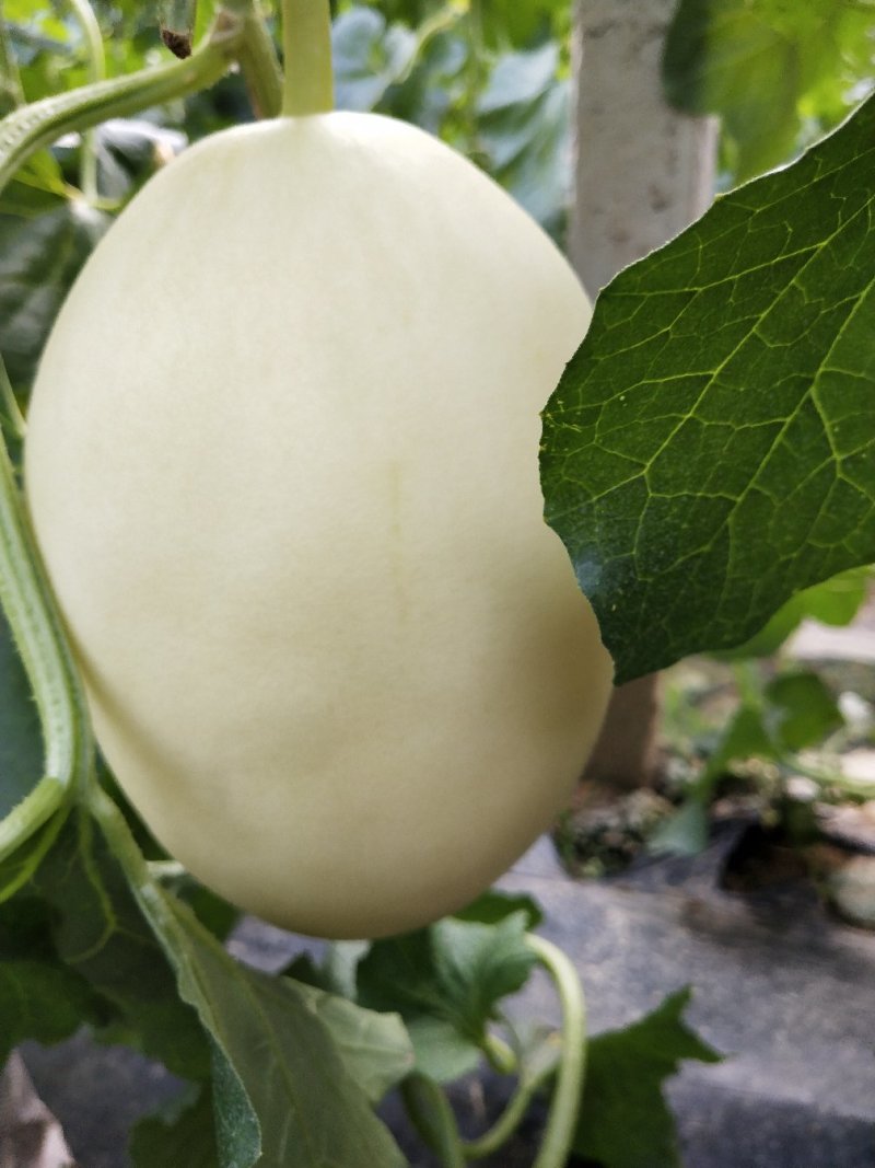 山东聊城莘县红金蜜，东方蜜白皮红肉甜瓜大量上市