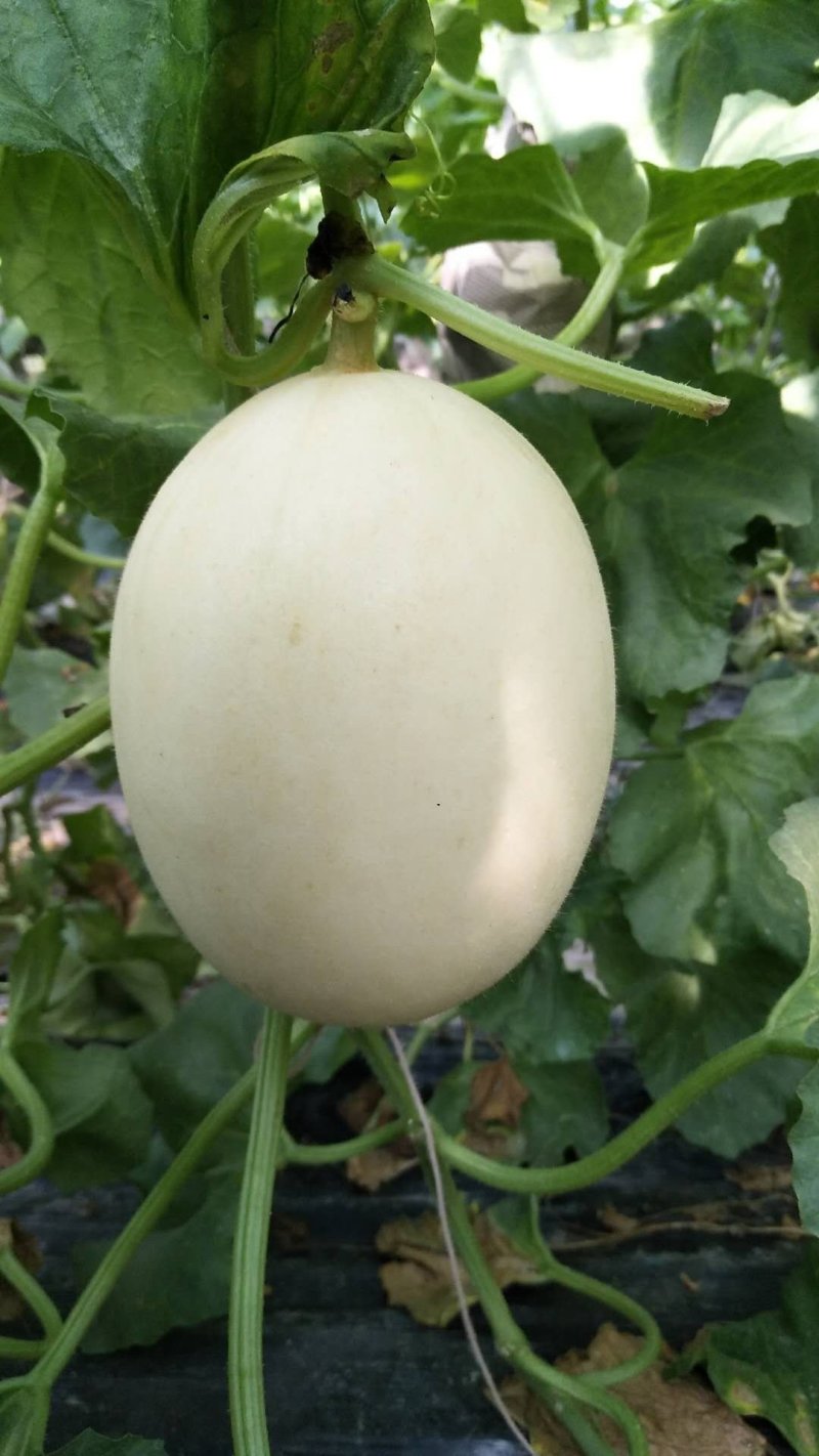 山东聊城莘县红金蜜，东方蜜白皮红肉甜瓜大量上市