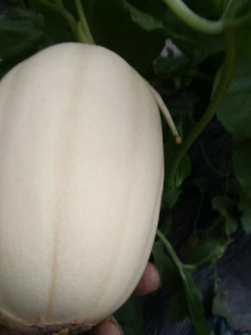 山东聊城莘县红金蜜，东方蜜白皮红肉甜瓜大量上市