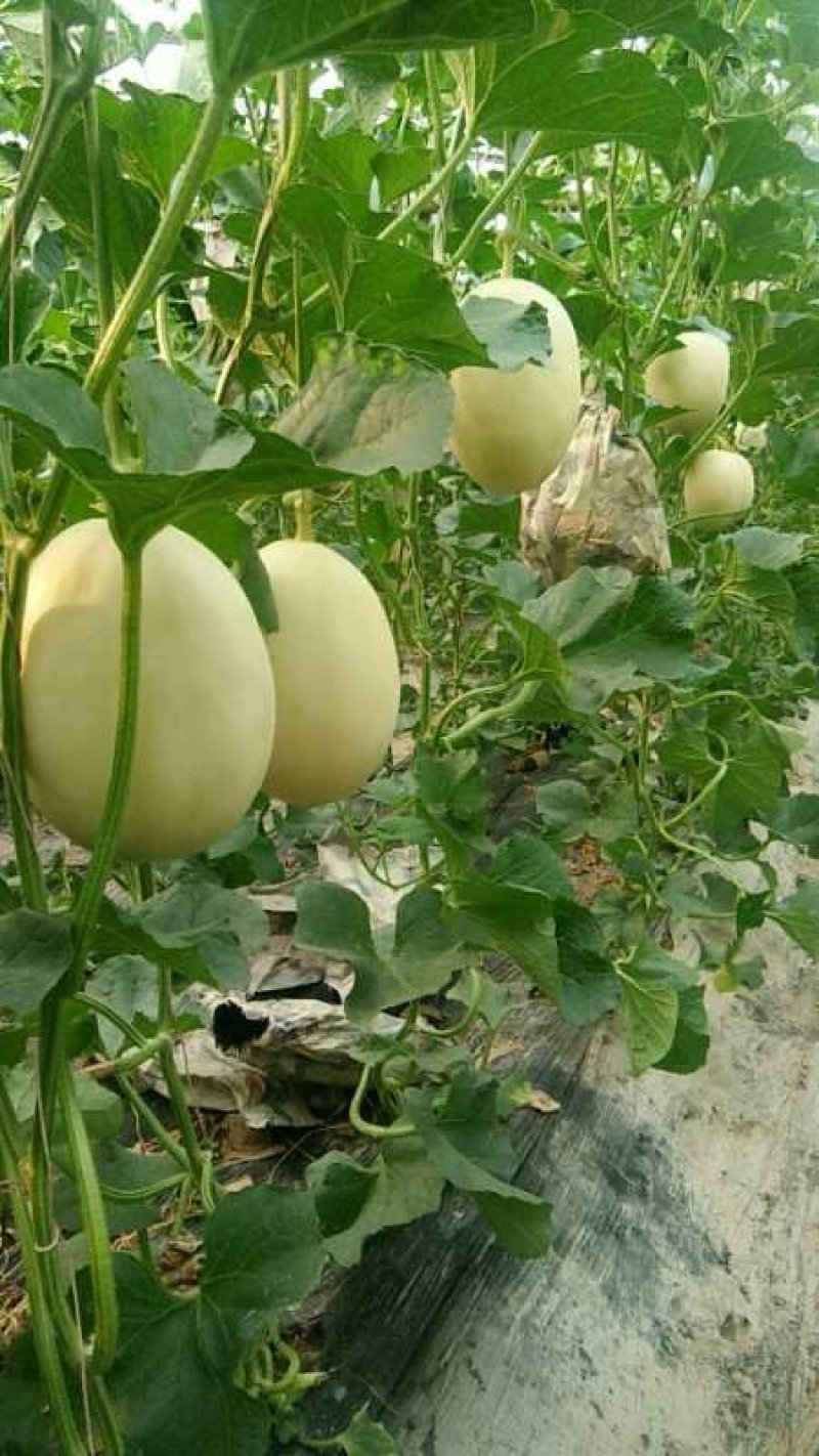 山东聊城莘县红金蜜，东方蜜白皮红肉甜瓜大量上市