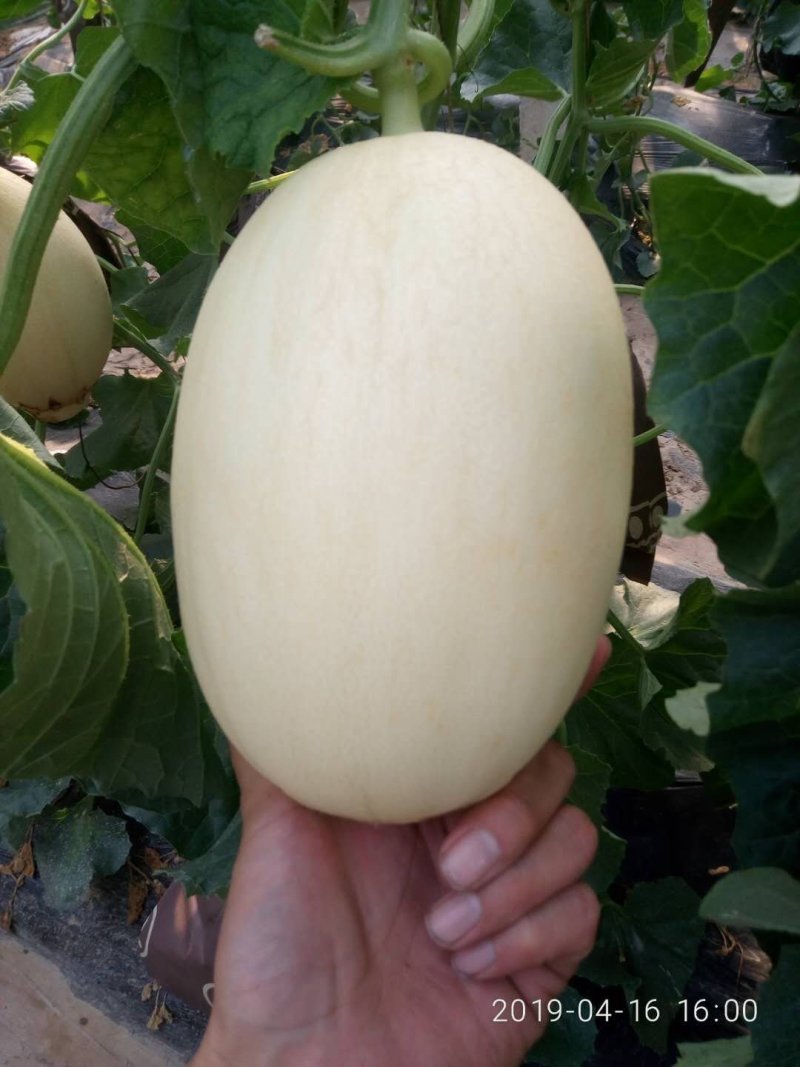 山东聊城莘县红金蜜，东方蜜白皮红肉甜瓜大量上市