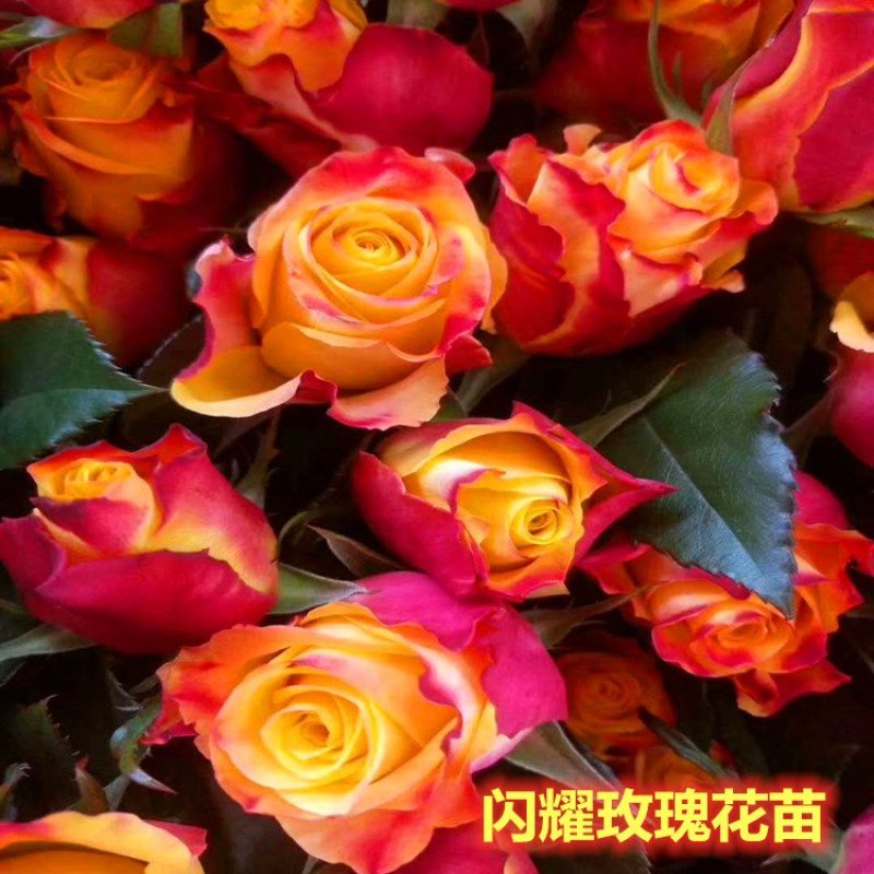 云南思奇花卉种苗月季苗大花月季易种植成活高