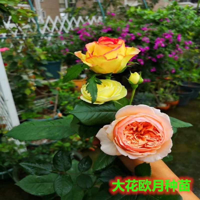 云南思奇花卉种苗月季苗大花月季易种植成活高