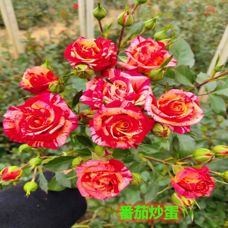 云南思奇花卉种苗月季苗大花月季易种植成活高