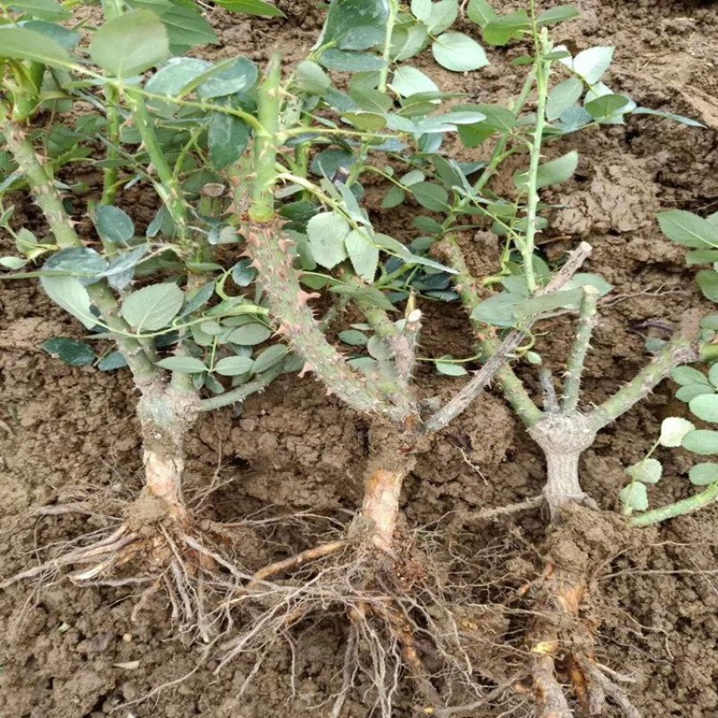 云南思奇花卉种苗月季苗大花月季易种植成活高