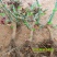 云南思奇花卉种苗月季苗大花月季易种植成活高