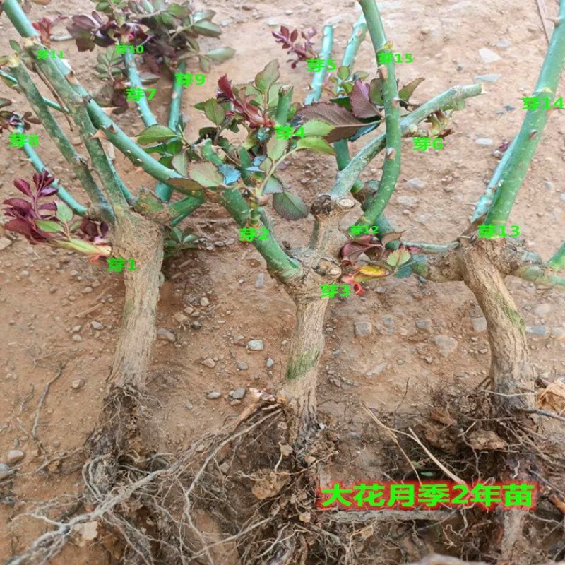 云南思奇花卉种苗月季苗大花月季易种植成活高